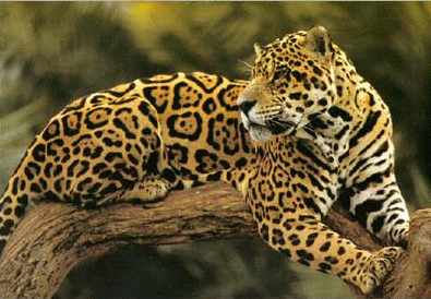 Jaguar on El Termino Jaguar Proviene Del Indio Jaguara Que Significa El Que Mata