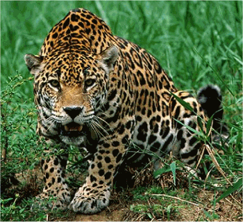 Jaguar on El Proyecto Jaguar   James Nava