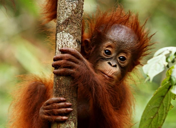 Orangutanes Borneo Sumatra