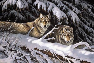 black-timber-wolves