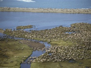 800-Caribou_Herd,_Arctic_National_Wildlife_Refuge,_Alaska