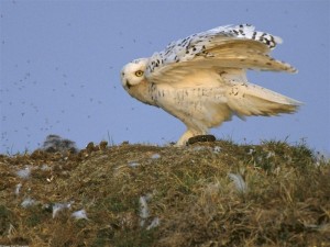 Snowy_Owl,_Arctic_National_Wildlife_Refuge,_Alaska