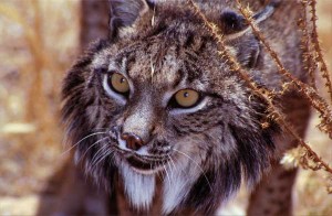 lince3