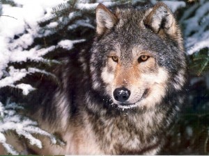 Wolf-in-Snow 2