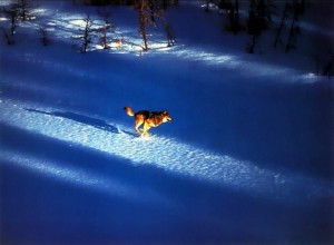 Wolf running trough snow