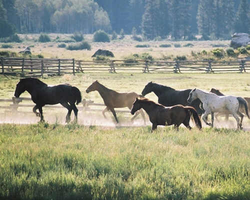 ranch horses