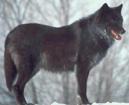 wolf 12