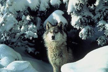 wolf 350