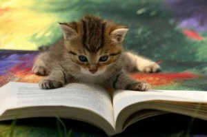 Cat-CatReadingBook03