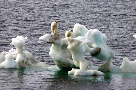 polar_bear_ice