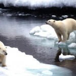 El oso polar en Alaska