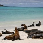 Tortugas gigantes de las islas Galápagos