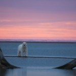 El oso polar en Alaska
