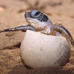 Tortugas en peligro de extinción