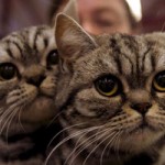 Las mascotas son saludables