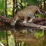 Salvar al Jaguar