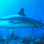Protección de tiburones