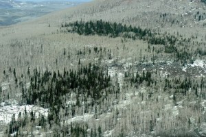 Pine Trees In Utah Killed By Bark Beetles