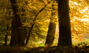 Forest with vibrant autumn colors in The Netherlands