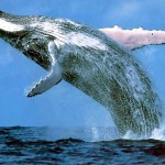 Ballena Azul Antártica