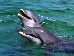 delfín5