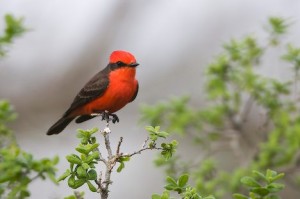 Red Flycatcher