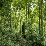La selva de Sumatra