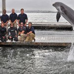 Delfines en la US Navy