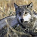 Lobos grises en los Grandes Lagos occidentales