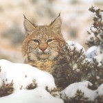 Lince de Canadá