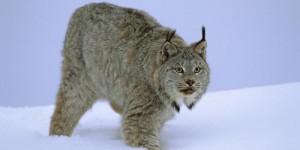 lince10