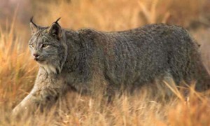 lince2