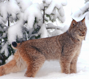 lince3