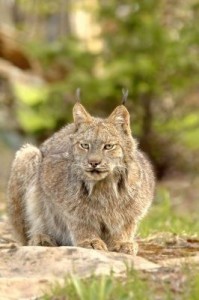 lince6