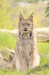 lince7
