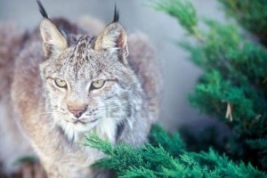 lince8