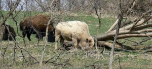 bisontes12