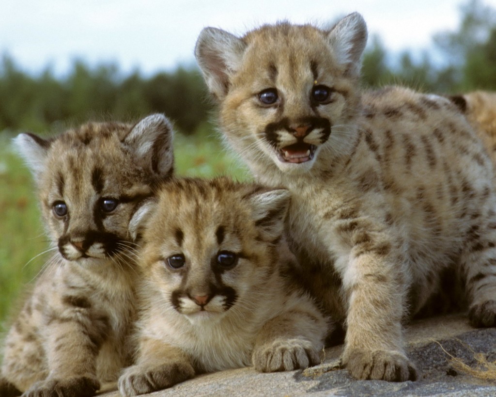 Cougar or Mountain Lion (Puma concolor) kittens. Copyright Larry Allan 2010.
