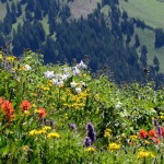 Floración en las Montañas Rocosas