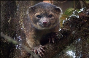 olinguito4