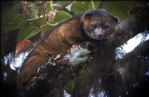 olinguito5