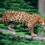 Jaguar en riesgo