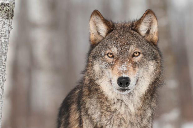 Warriors & Wolves 2