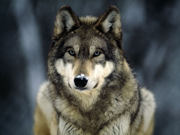 Warriors & Wolves 3