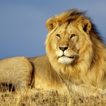 León, especie amenazada