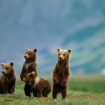 Los osos pardos de Katmai