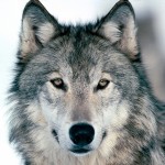 Semana Nacional de Concienciación de los Lobos