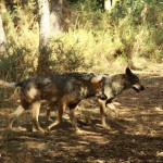 Lobos en la sierra de Madrid