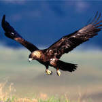 Águila imperial ibérica