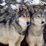 Lobos grises y linces boreales